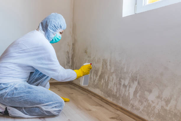 Black mold inspection in Dallas